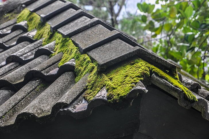 Best Tips for Removing Moss From Concrete Path