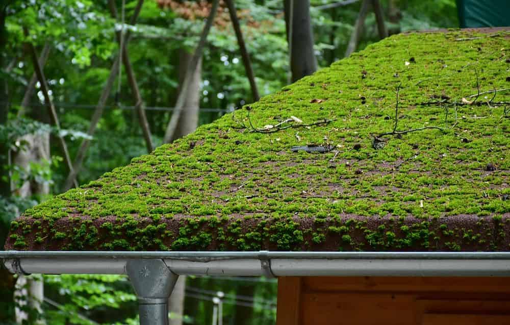 Roof Cleaning (Moss, Algae, Mold, Mildew) image